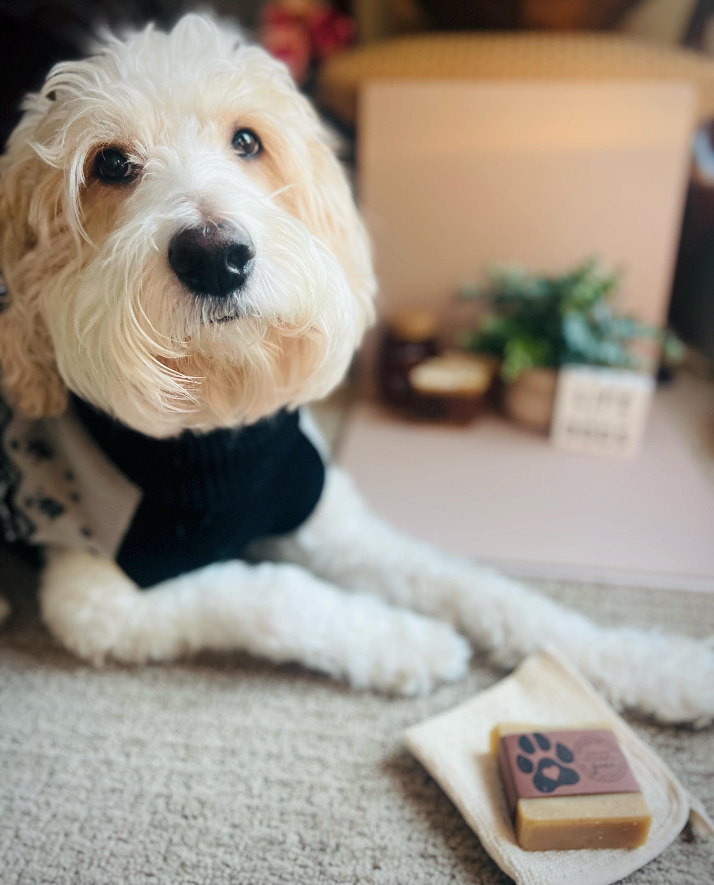 Bowie's Good Dog bath bar